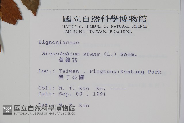 黃鐘花藏品圖，第2張