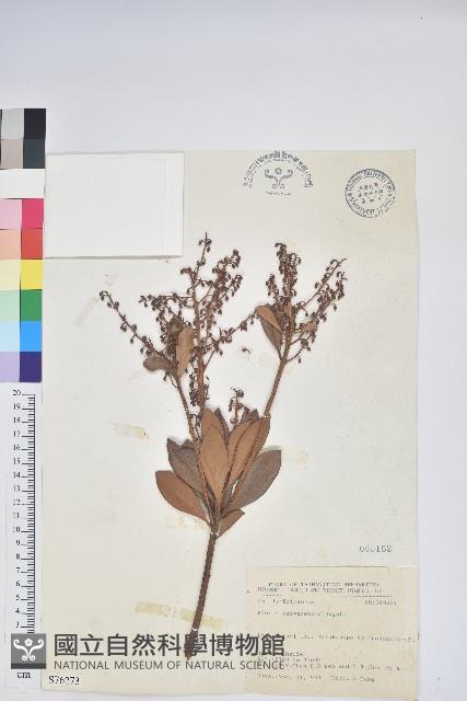 臺灣馬醉木藏品圖，第1張