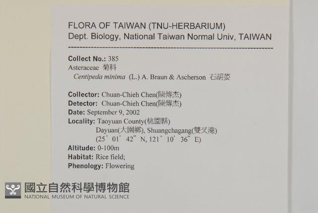 石胡荽、吐金草藏品圖，第2張