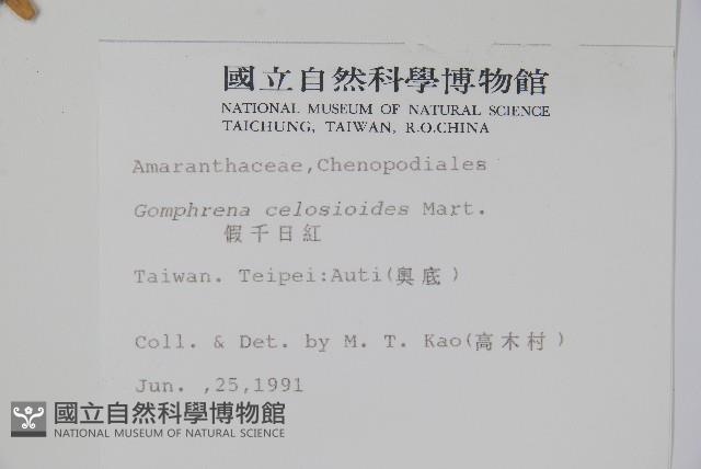 假千日紅藏品圖，第2張