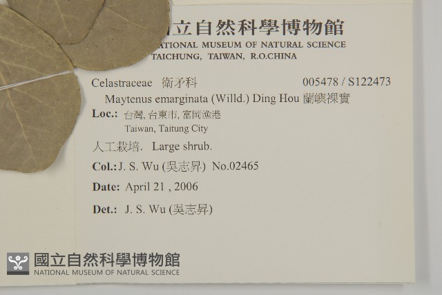 蘭嶼裸實藏品圖，第2張