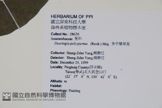 多子漿果莧藏品圖，第2張