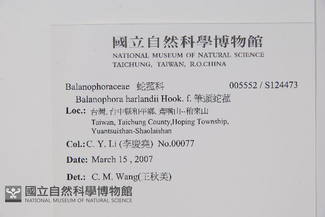 筆頭蛇菰藏品圖，第2張