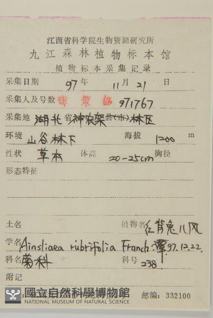 紅背兔耳風藏品圖，第2張