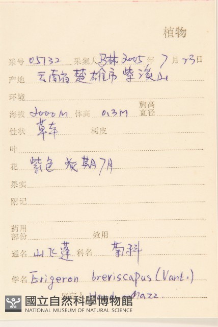 短薴飛蓬藏品圖，第2張