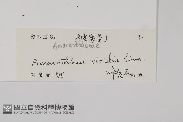 野莧菜藏品圖，第2張