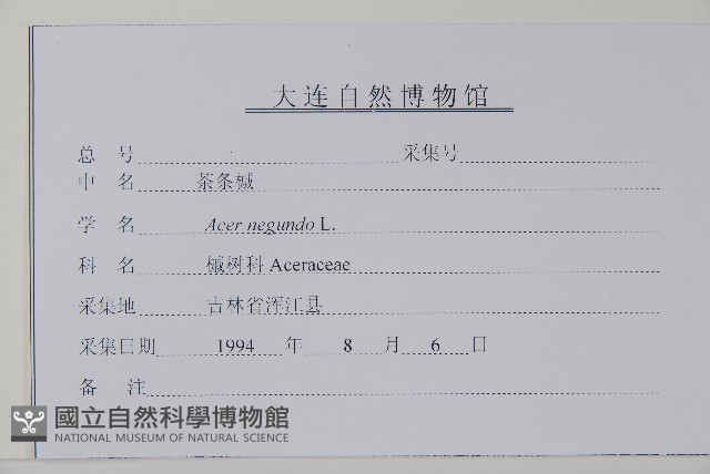 梣葉槭藏品圖，第2張