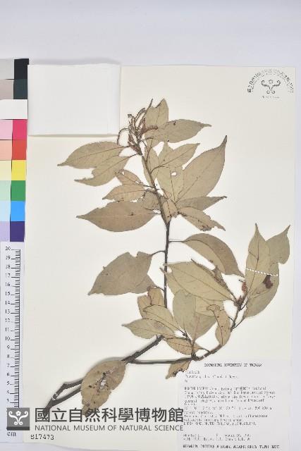 子彈石櫟、柯藏品圖，第1張