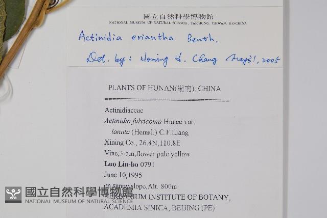 毛花楊桃藏品圖，第2張