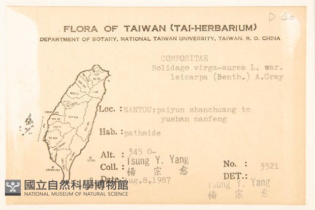 一枝黃花藏品圖，第2張