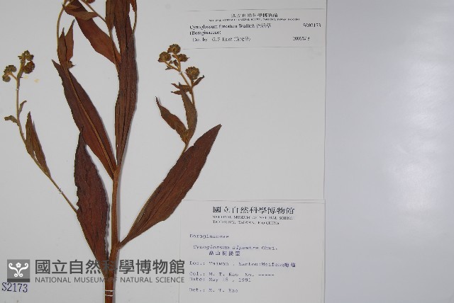 琉璃草藏品圖，第2張
