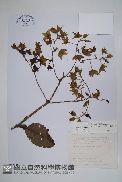 假酸漿藏品圖，第1張