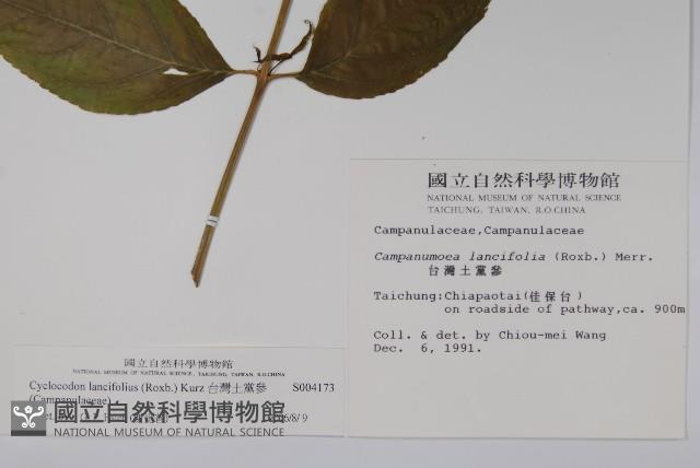 台灣土黨參藏品圖，第2張