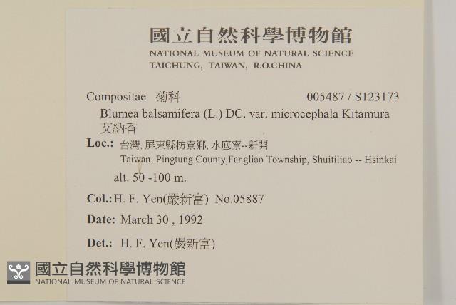 艾納香藏品圖，第2張