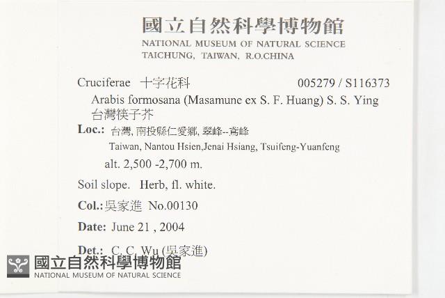 台灣筷子芥藏品圖，第5張