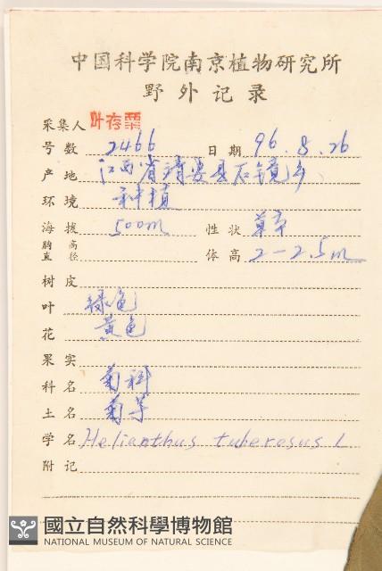 塊根向日葵藏品圖，第2張