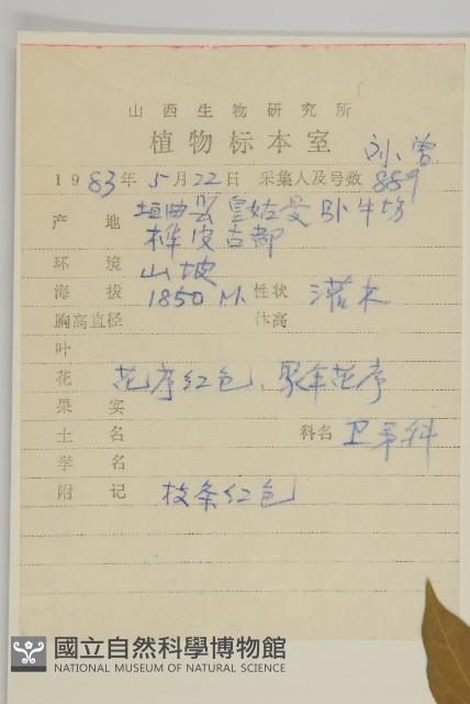 八寶茶藏品圖，第2張