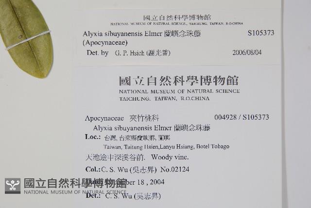 蘭嶼念珠藤藏品圖，第2張