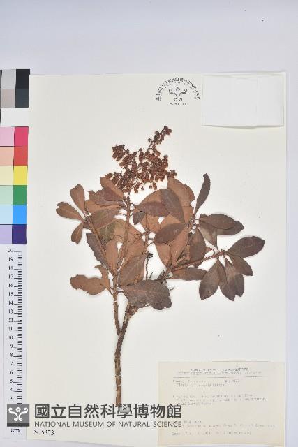 臺灣馬醉木藏品圖，第1張