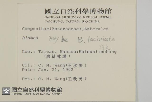 裂葉艾納香藏品圖，第2張