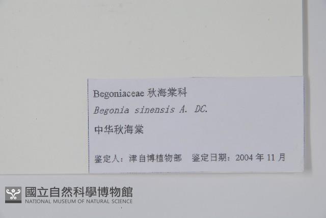 中華秋海棠藏品圖，第2張