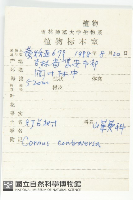 燈臺樹藏品圖，第2張