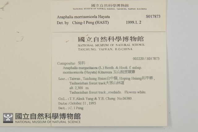 玉山抱莖籟簫藏品圖，第2張