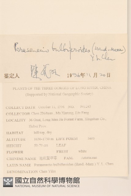 珠芽蟹甲草藏品圖，第2張