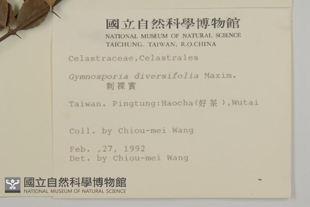 刺裸實、變葉裸實藏品圖，第2張