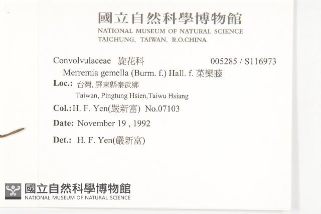 菜欒藤藏品圖，第2張