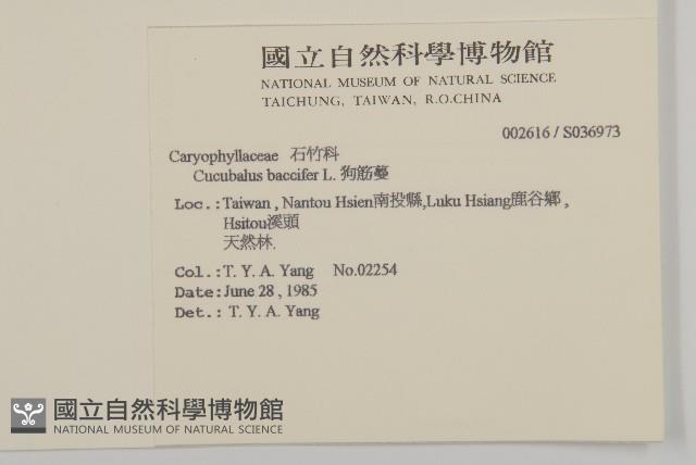 狗筋蔓藏品圖，第2張