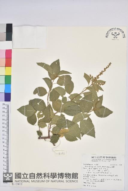 扛香藤藏品圖，第1張