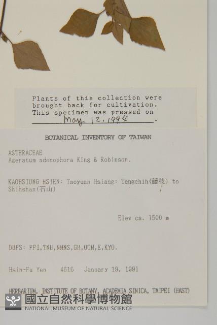 假藿香薊藏品圖，第2張