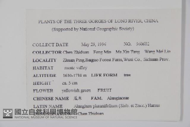 八角楓、瓜木藏品圖，第2張