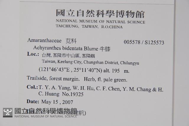 牛膝藏品圖，第2張