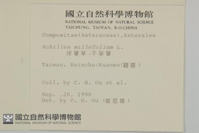 洋蓍草、千葉蓍藏品圖，第2張