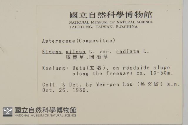 大花咸豐草藏品圖，第2張