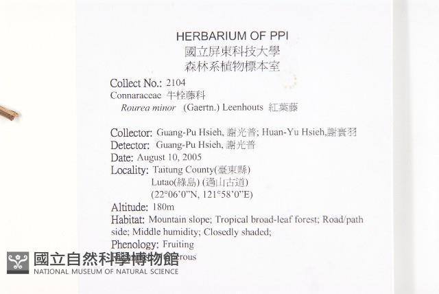 紅葉藤藏品圖，第2張