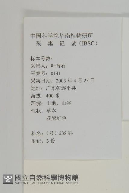 紫背草藏品圖，第2張