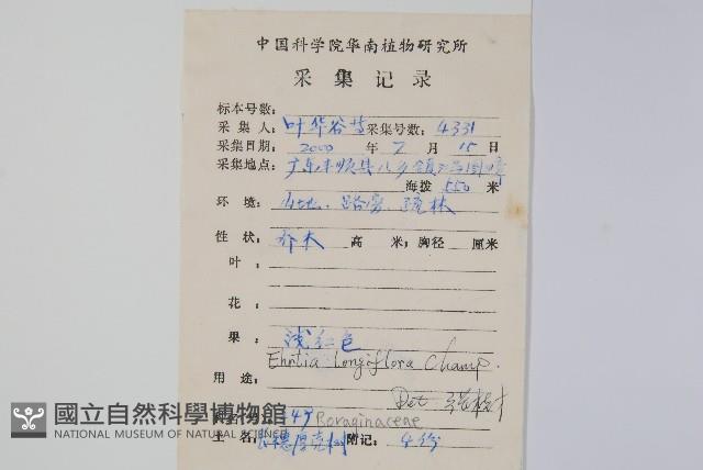 長花厚殼樹藏品圖，第2張