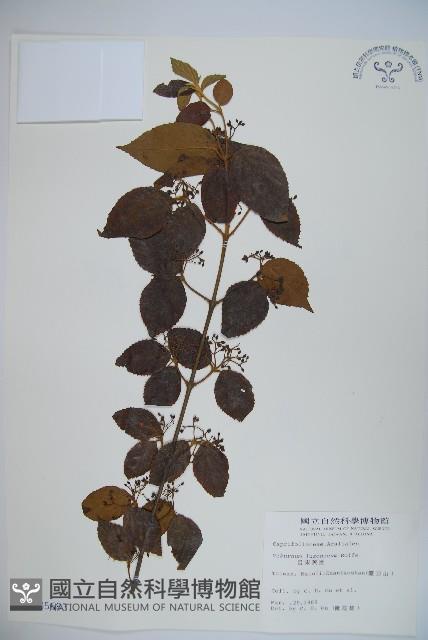 呂宋莢迷藏品圖，第1張