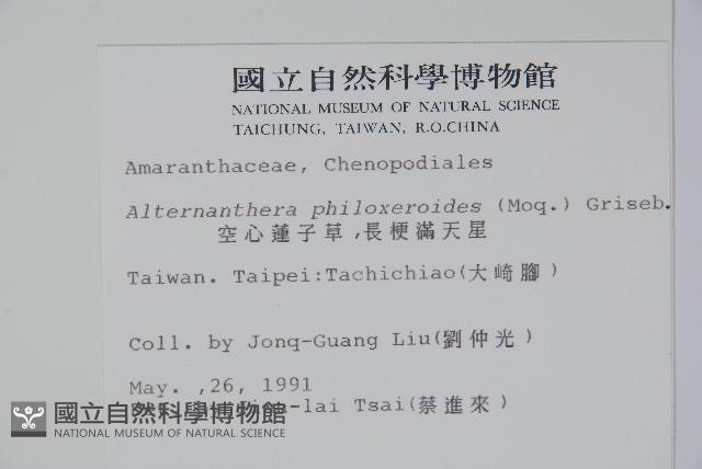 空心蓮子草藏品圖，第2張