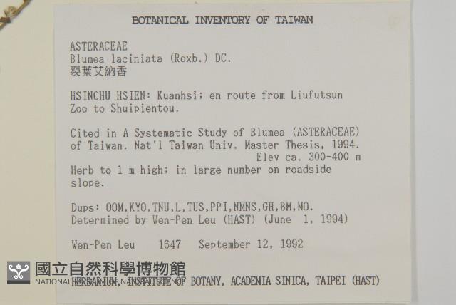 裂葉艾納香藏品圖，第2張