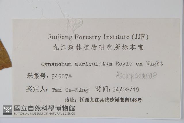 牛皮消藏品圖，第2張