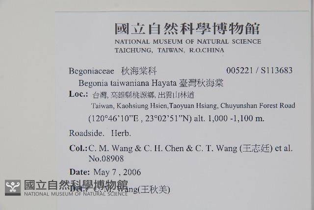 臺灣秋海棠藏品圖，第2張