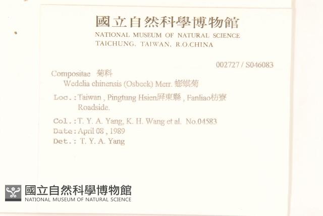 蟛蜞菊藏品圖，第2張