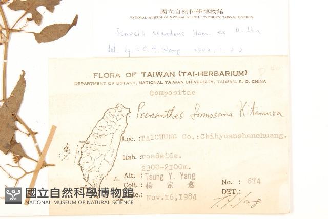 蔓黃菀藏品圖，第2張