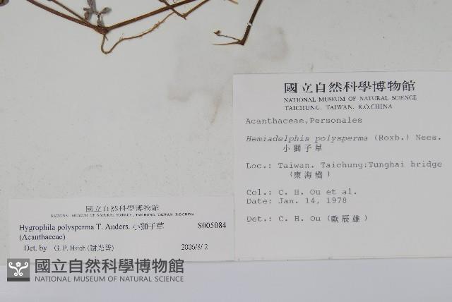 小獅子草藏品圖，第2張