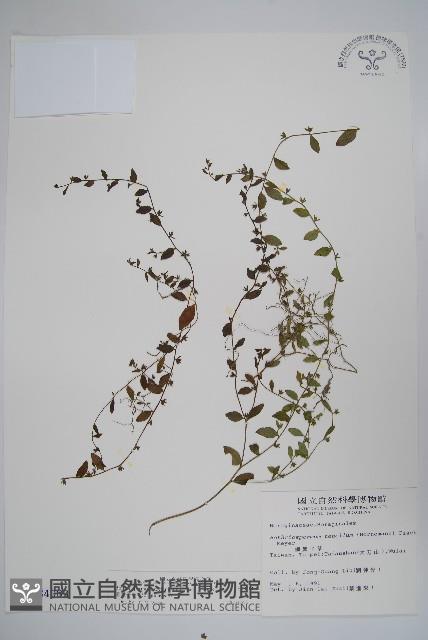 細纍子草藏品圖，第1張