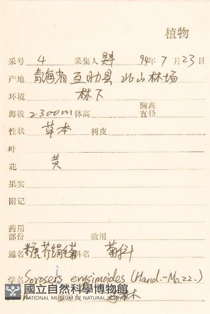 糖芥絹毛菊藏品圖，第2張